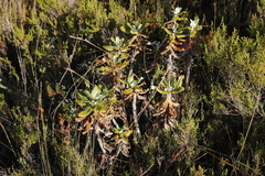 Hermas villosa