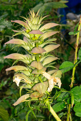 Acanthus