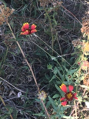 Gaillardia