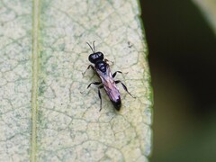 Crossocerus