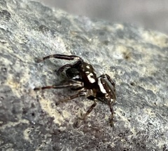 Eris militaris