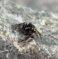 Eris militaris