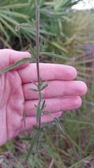 Eupatorium leucolepis