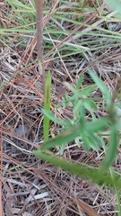 Eupatorium leucolepis