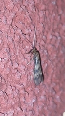 Mystacides longicornis