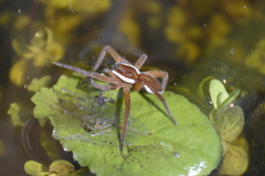 Dolomedes fimbriatus