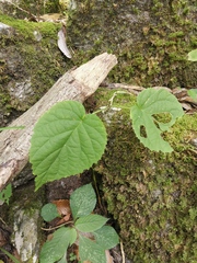 Davidia involucrata