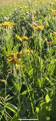 Arnica chamissonis