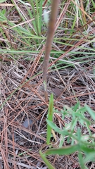 Eupatorium leucolepis