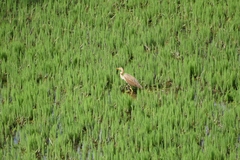 Ardea purpurea