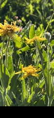 Arnica chamissonis