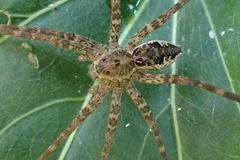 Dolomedes vittatus