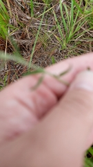 Eupatorium leucolepis