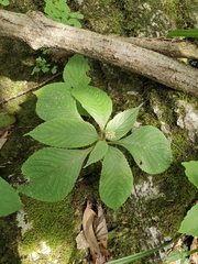 Hydrangea moellendorffii