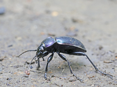 Carabus violaceus