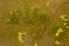 Ceratophyllum