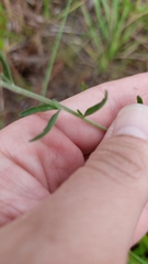 Eupatorium leucolepis