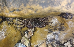 Pachygrapsus marmoratus