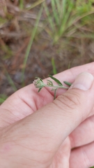 Eupatorium leucolepis
