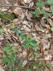 Ilex pernyi