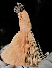 Russulaceae