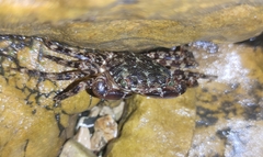 Pachygrapsus marmoratus