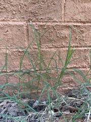 Eleusine indica