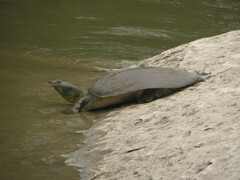 Apalone spinifera guadalupensis