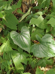 Dioscorea
