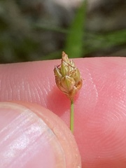 Eleocharis tuberculosa