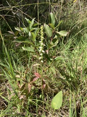 Spiranthes casei casei