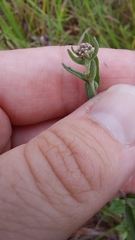 Eupatorium leucolepis