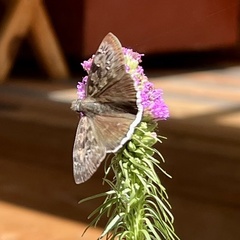 Erynnis tristis