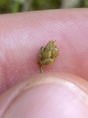 Eleocharis tuberculosa