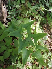 Parasenecio rubescens