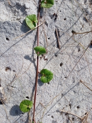 Calystegia soldanella