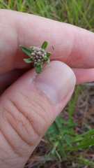 Eupatorium leucolepis