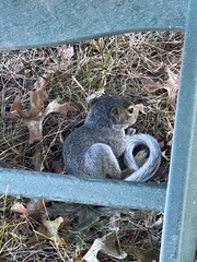 Sciurus carolinensis