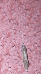 Leptoceridae