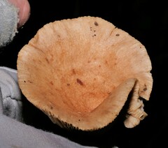 Russulaceae