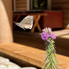 Erynnis tristis