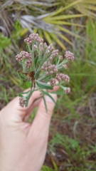 Eupatorium leucolepis