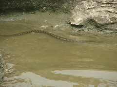 Nerodia rhombifer