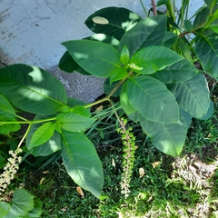 Phytolacca americana