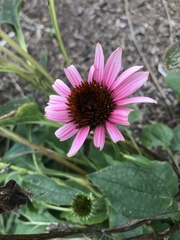 Echinacea purpurea