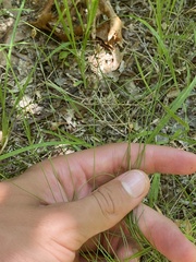 Eleocharis tuberculosa
