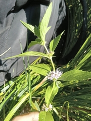 Mentha arvensis