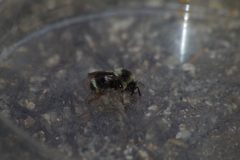 Bombus bifarius