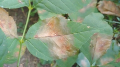 Mycosphaerella fraxinicola