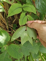 Cyrtomium caryotideum